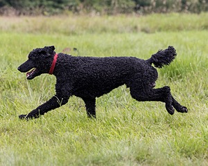 Hugo