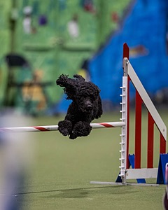 Nandi Wnek