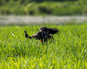 Ghillie Kezer