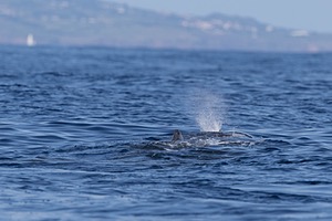 Sperm Whale