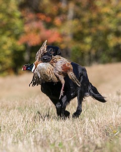 Hunter