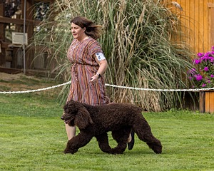 11 - GCH CH BREKKON'S FIRST MARK BN RN CGC TKN