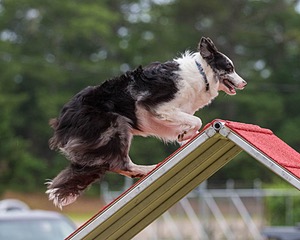 20190616-CCKC-0182.jpg