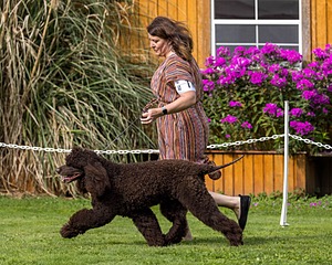 11 - GCH CH BREKKON'S FIRST MARK BN RN CGC TKN