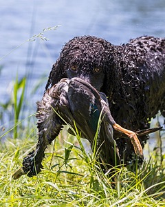 Ghillie Kezer