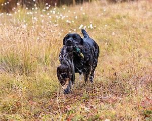 Glenforest's Pique Dame JH (Chloe)