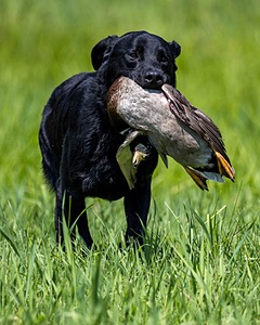 Duke Doyon