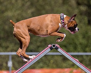 Phoenix Armour