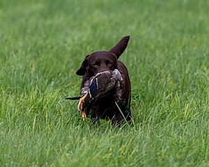 20170603-SHRL-1009.jpg