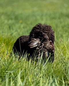 Ghillie Kezer