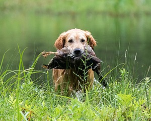 20170805-MH2-0019.jpg