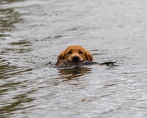 Canoe