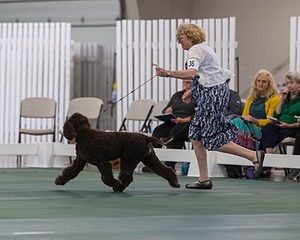 36 - GCH ARROYO'S BEGIN THE BEGUINE AX OAJ NF (Porter)