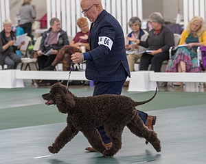 66 - GCH CH BLACKTHORN'S KEEVA CROMPTON AX AXJ XF RN CGC (Keeva)