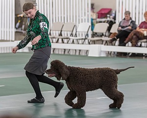 64 - GCH CH CAT N PATS LUCK BE A LADY RN CAX CGC