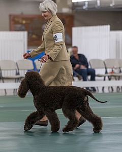 40 - GCH POOLE'S IDE BONNIE BROOK CD RE CGC (Bonnie)