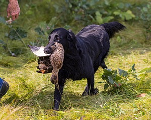 Ziva