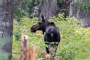 Glacier National Park