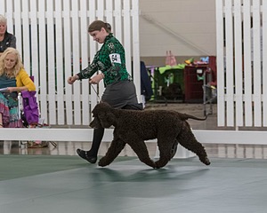 64 - GCH CH CAT N PATS LUCK BE A LADY RN CAX CGC