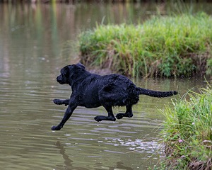 Piper
