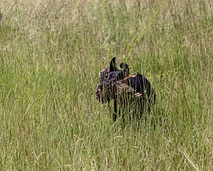 20180805-SHL-0977.jpg