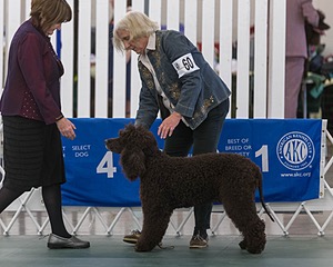 60 - CH CAT'S SISTER SARAH BROWN CA CGCA