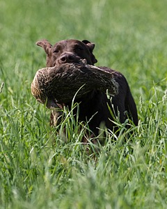 Kuma Zajchowski