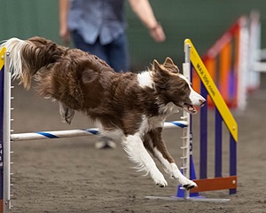 Ruff Bettler