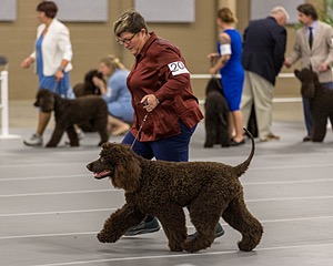 204 - CH Brekkon’s Brown Eyed Girl At Flintcrest DJ CGC TKN FTI