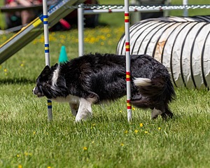 20170520-NEAT-1609.jpg