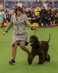10 - GCH CH Chantico's Shelter From The Storm RN OF AX OAJ CD (Reef)