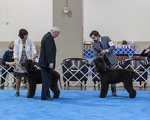 17 - GCH CH Quiet Storm My Boy's Wicked Smart  CGCA TKA (Bayes)