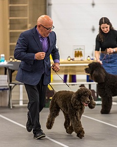 36 - GCH Blackthorn’s Lass That Loves A Sailor in Wicklow CD
RM CGC