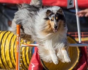 20160618-CCKC-2403.jpg
