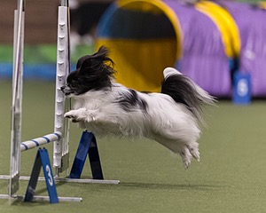 Sprig Williams