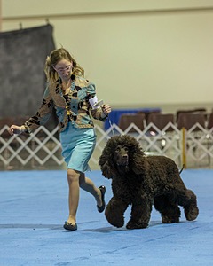 19 - GCH CH Axelhurn Now I'm Here (Marcus)