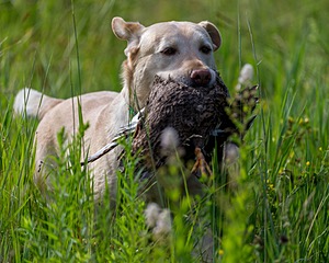 20170716-WCL-0019.jpg