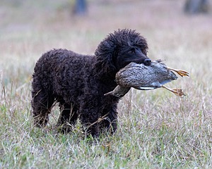 Ghillie Kezer