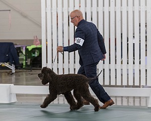 66 - GCH CH BLACKTHORN'S KEEVA CROMPTON AX AXJ XF RN CGC (Keeva)