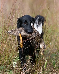 Onyx