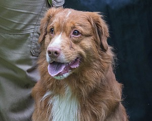 Kodak Kurth