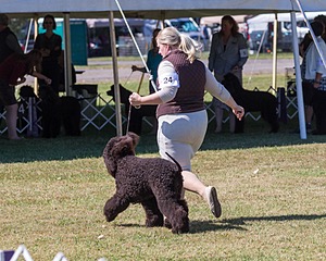 24 - GCH POOLE'S IDE SAY NO MORE CD RN CGC (Simone)