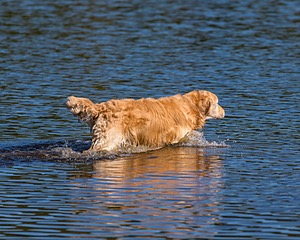 Ghillie Deresienska