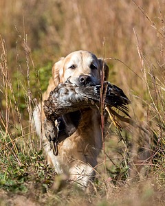 Ghillie Deresienska