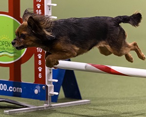 Tasha Cote