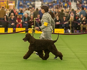 10 - GCH CH Chantico's Shelter From The Storm RN OF AX OAJ CD (Reef)