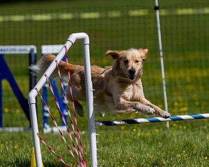 Ollie Erbe