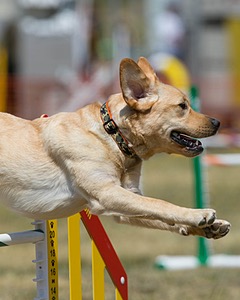 20150614-CCKC-1731.jpg