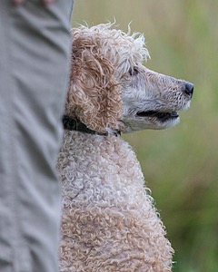 Kermit Mitchell