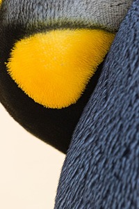 King Penguins, Volunteer Point, The Falklands